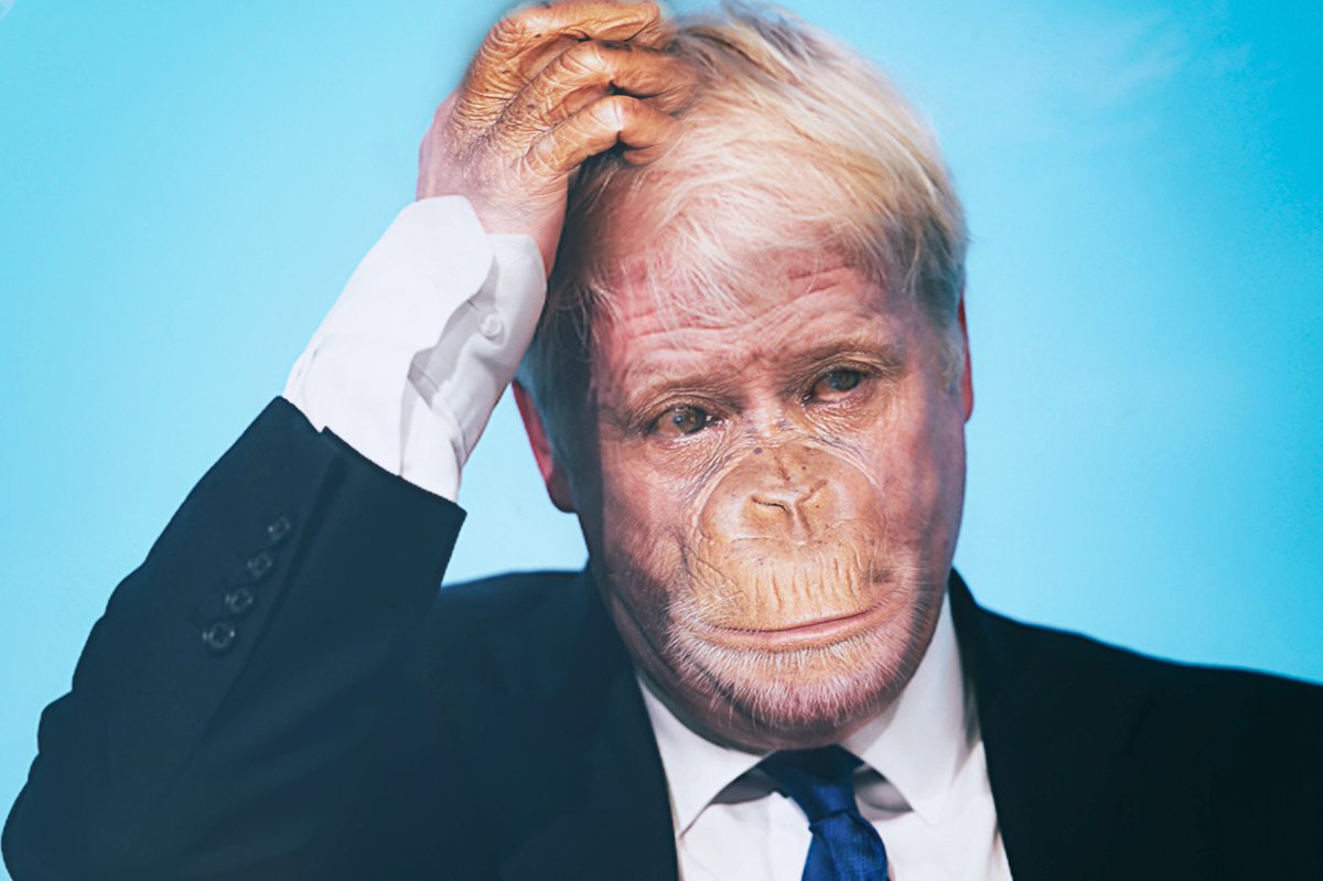 Head Scratching.
#borisjohnson #boris #chimp #chimpanzee #portrait #politics