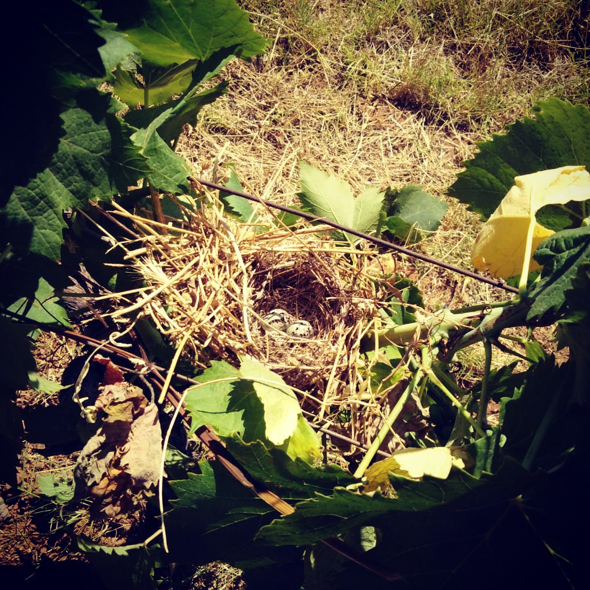 terredibalbia's tweet photo. Uova di calandra? Biodiversità, nelle Terre di Balbia. 😃🐣🐦☘️🍇🍷#terredibalbia #biodiversity #biodiversità #natura #nature #nest #nido #uova #eggs #vineyard #vigna #vigneto #vite #uva #grapes #magliocco #gaglioppo #merlot #fervore #ligrezza #blandus #altomonte #calabria https://t.co/fsUinJC9bv