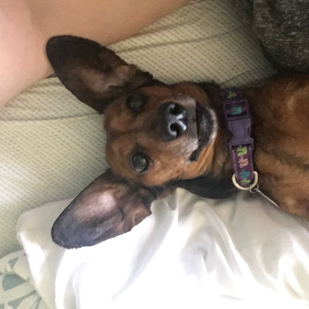 BananaInPjams's tweet photo. @mmserp Hi ShoreShore, here’s my baby Dolly and her cat sister Shiloh. Sending some dachshund love your way 💕 https://t.co/Qv9MMPZs0d
