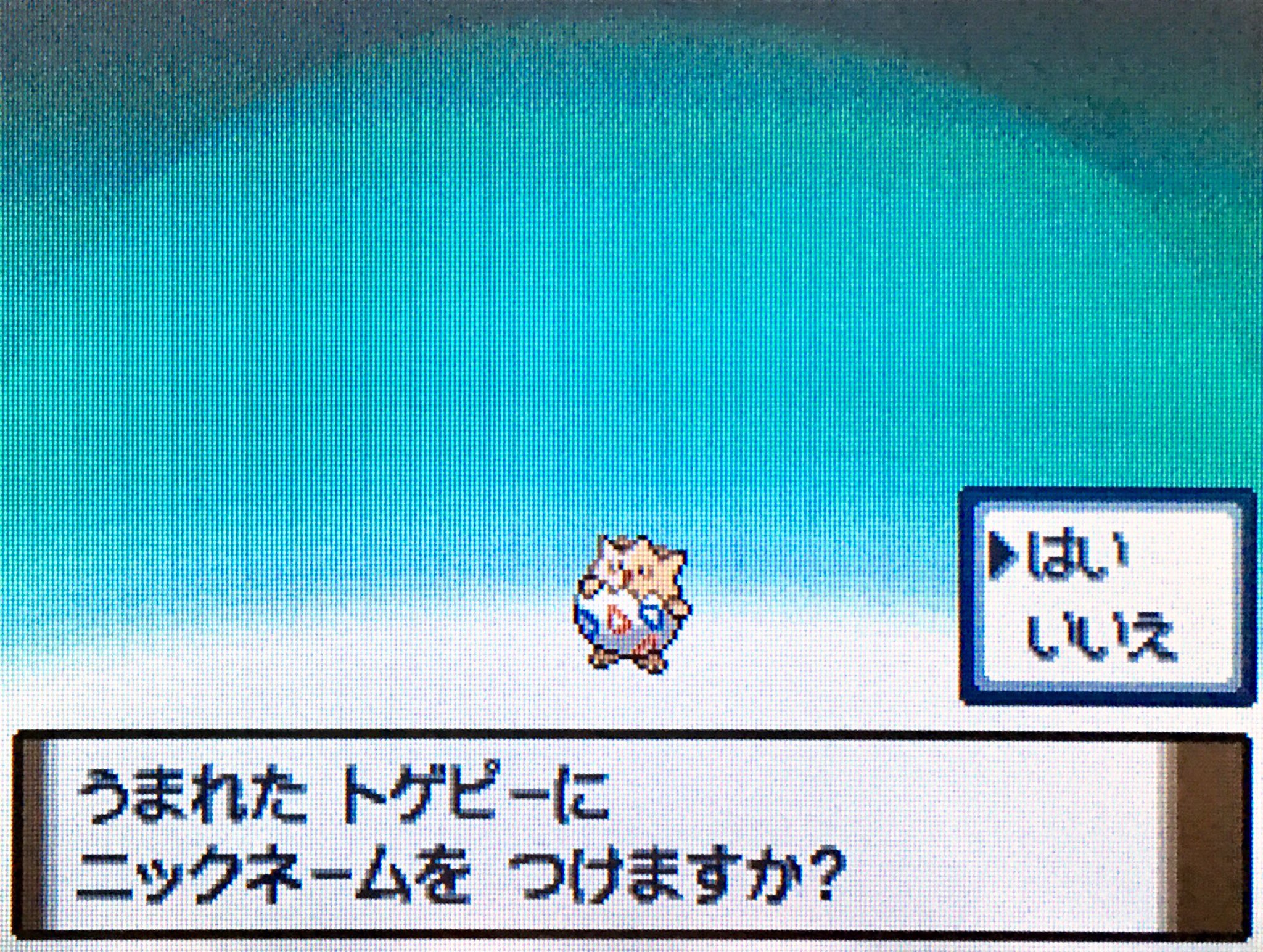 はるね プラチナ色トゲピー乱数 臆病5v ハクタイシティでシロナから貰える卵を色違いにしました T Co gkv4unwr Twitter