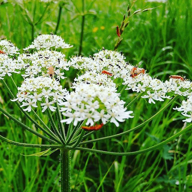 drjackdr's tweet image. #summer #insects ift.tt/2XLNhCU