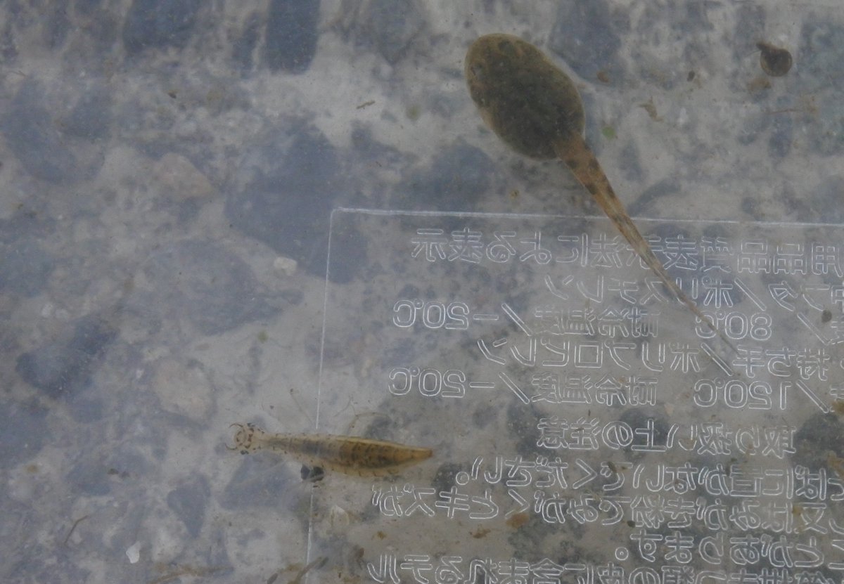 小林 康一 K Kobayashi 1 カブトエビに突撃されるヌマガエル 2 カブトエビとカイエビととセスジビル ヒルがすごい上手に泳ぐことを知った 3 ゲンゴロウの幼虫とオタマジャクシ 4 スクミリンゴガイの卵 かな