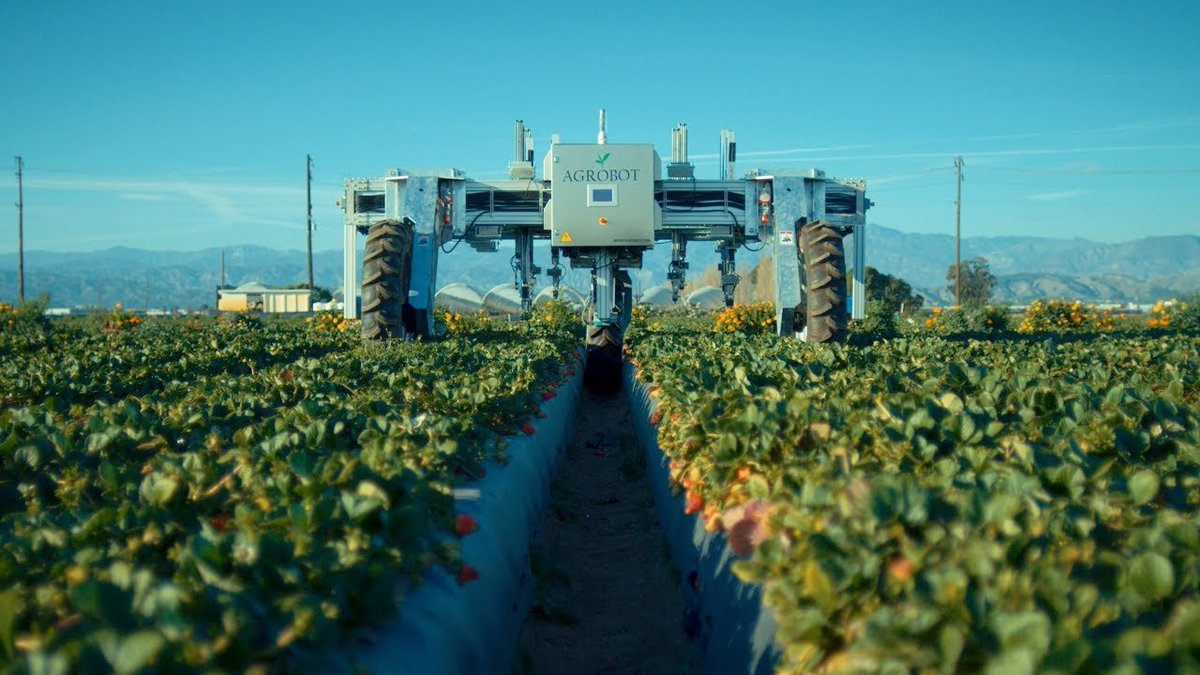 alvarosenan's tweet photo. 🤖🍓El robot español que cosecha fresas de California sin tocarlas

La cosechadora de Agrobot recolecta en 3 días 100 ha de fresas maduras gracias a la inteligencia artificial. Nació en Huelva, pero trabaja para empresas de EEUU que facturan 2.000 mill. $

https://t.co/L5X9o2vmyE https://t.co/RzltUyTxHh