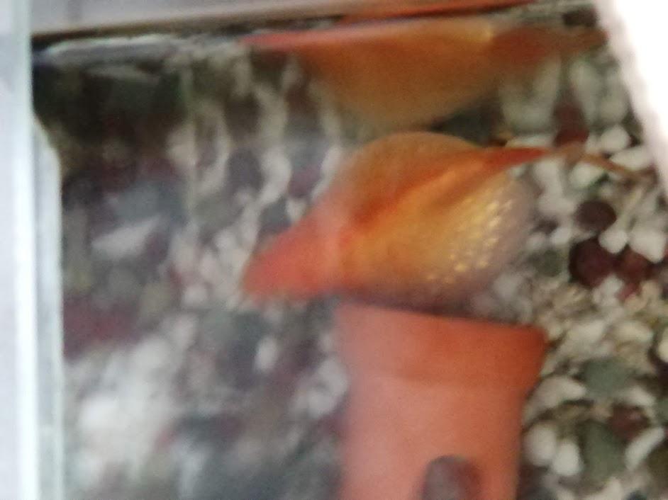 Osakana Taro 金魚の現状 木曜あたりは１日中頭を土管に突っ込んでひっくり返っていたので死んだのかと思って 土管動かしたら動き出してびっくりした T Co Yovxd8odte Twitter