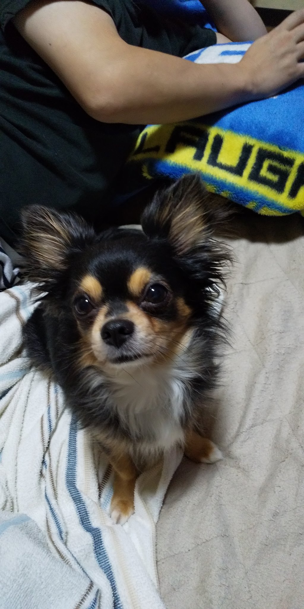 ミッキーカット Twitter Search Twitter