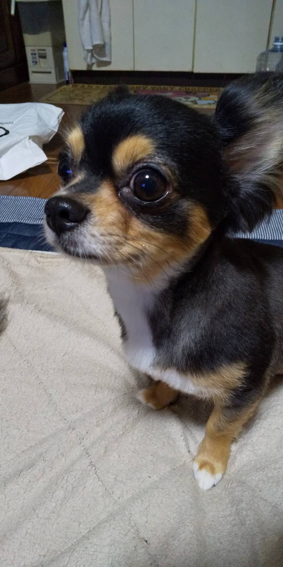 ミッキーカット Twitter Search Twitter