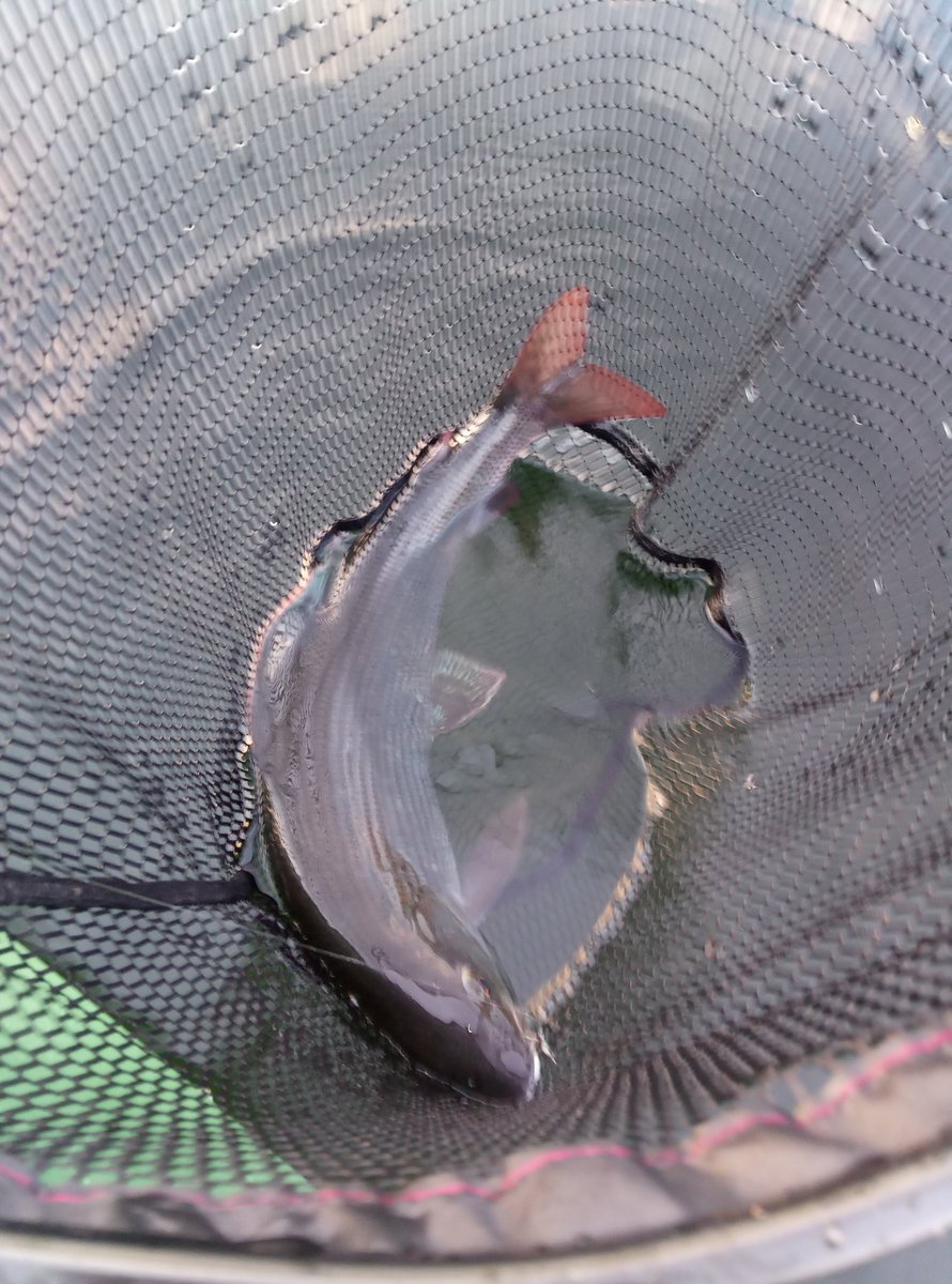 PaaTur's tweet image. @PaaTur #rogen #harr #tarp