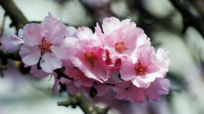 Letter_flowers's tweet photo. ◆桃の花◆

花言葉は『天下無敵』

この花言葉は古事記でイザナギノミコトが、桃を投げて鬼を退散させたことから付けられました。 https://t.co/1TEyIPKGWO