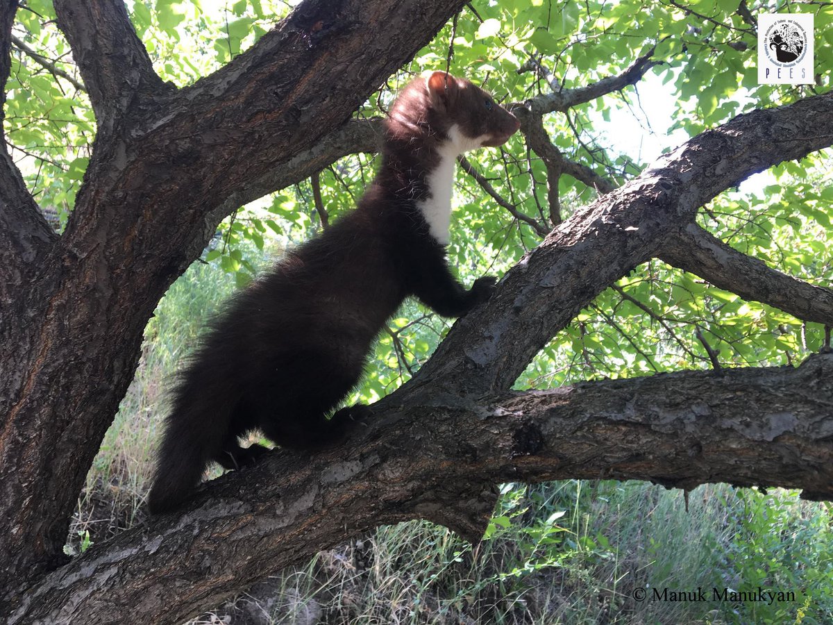 armenia_explore's tweet photo. rescued #marten 
was found in the street, absolutely manual! when she learned to hunt independently, she was let out in the wild nature. ♥️ https://t.co/jViMngv5V2