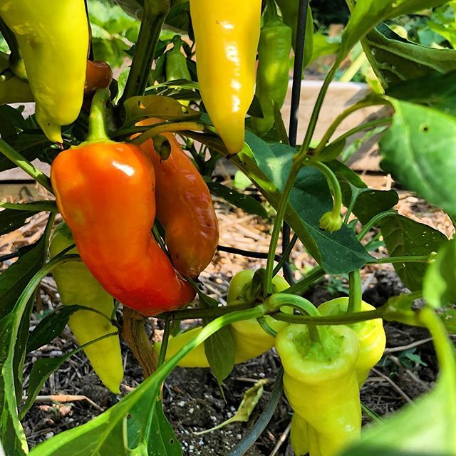 farmfresh4life's tweet photo. This is the first time IN MY LIFE that my peppers are turning red before my tomatoes. What on earth?
We may be eating all our tomatoes green this year. 😂 .
.
.
#Tomatoes #FriedGreenTomatoes #Organic #OrganicGarden #OrganicLife #FarmFresh #FarmFreshForLife #Gardening #Master… https://t.co/yowIs1uqK4