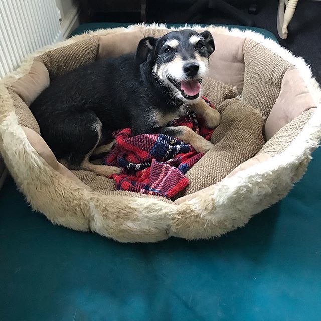 Merseamutts's tweet image. This little man has come to stay with us for a few days, he walks with Fiona a lot so I am sure he will go bonkers when she comes home from training 🐕🥰 #terrier #dogboarding #dogsocialization ift.tt/2l8zzwf