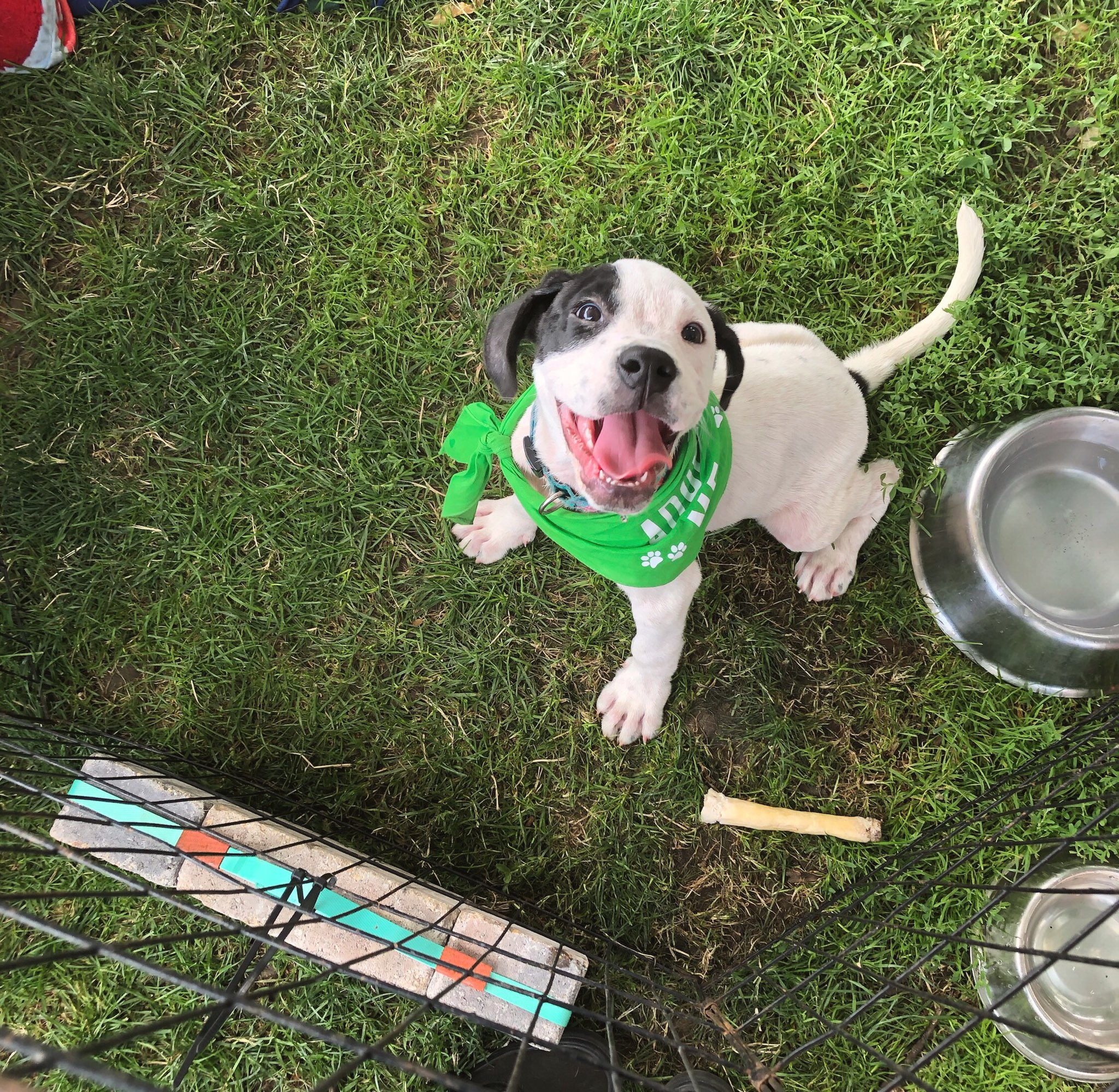 Lambs farm cheap dog adoption