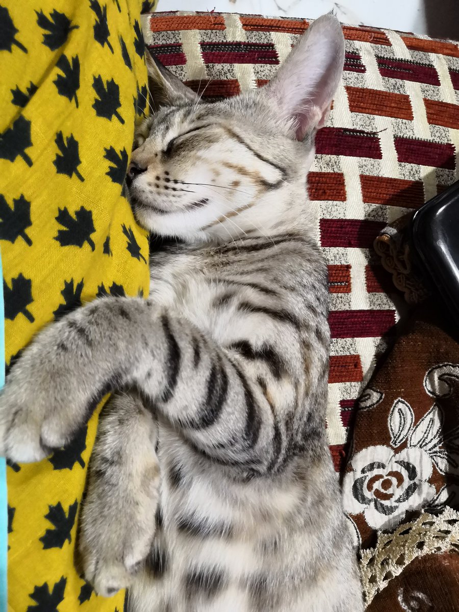 FatemaRafi's tweet photo. Some times m jealous of her😩😐#Caturday #bindasss https://t.co/BpHtmcmIsC