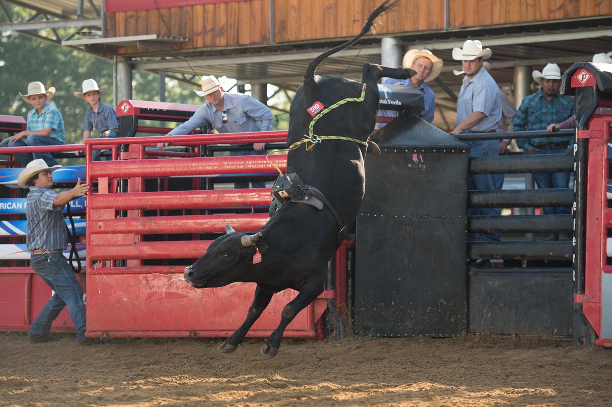 AmericanBuckingBull tweet media