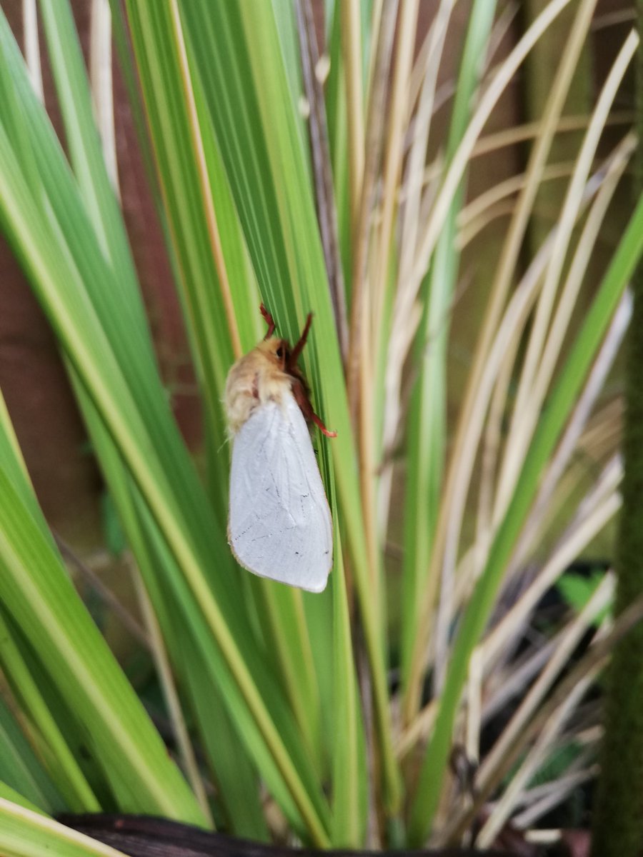 JamesMcDonaldS4's tweet photo. Good to find this male #ghostmoth in the garden #Dunbar https://t.co/ILvcqXdn6k