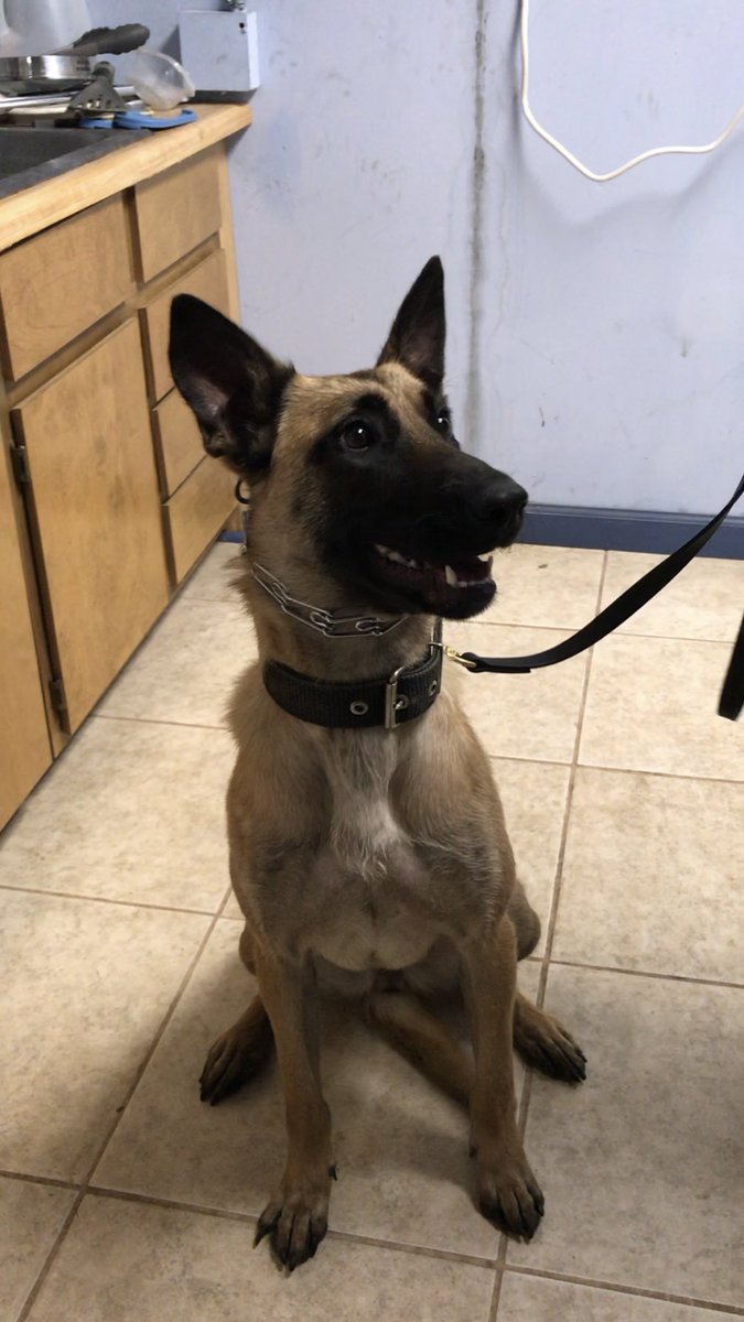 Love4PoliceDogs's tweet image. The very 1st time I met K9 Kai she was only on day 6 of training. She stole my heart by climbing in my lap for nuzzles. I absolutely fell in love. Now, she’s a full fledged badass police dog that the city team calls “Butters”. #K9ArmyStrong #bluepawsmatter #maligator #k9 #livepd