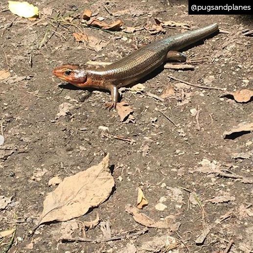 Great Parks Of Hc On Twitter The Largest Lizard In Ohio The Broad Headed Skink Can Grow Up To 12 Inches Long It S A Rare Sight To See One Especially In Daylight But