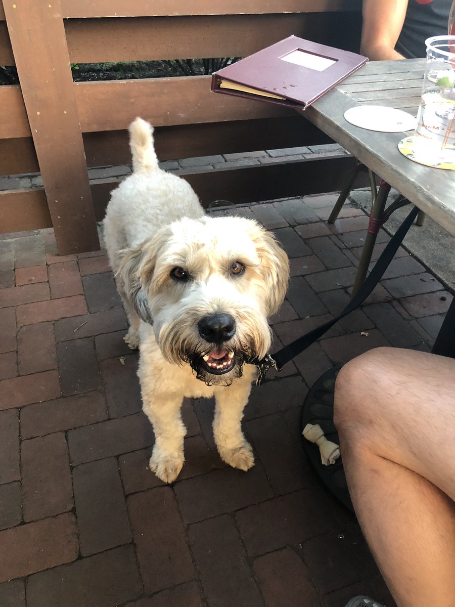 TheNorthmanChi's tweet photo. Our patio is dog friendly if your dog is friendly. ๐ถ #dogfriendly #dogfriendlychicago #chicagopatio #chicagodog #ciderpub #patioweather #chicagopatios https://t.co/HYSbxQA9Pg