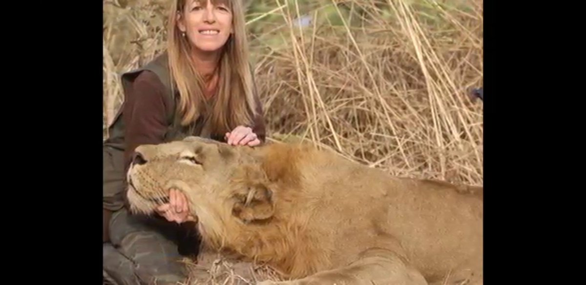 tigrenlion's tweet photo. Photos inédites du couple #SuperU à la chasse au lion sauvage au Cameroun en 2014.
Ce n'est pas de la #ChasseEnBoite !!!
#BanTrophyHunting #TraduisonsLes #UnClicPourUnSafari #SnuffTourism https://t.co/2Ih0oX2OaY