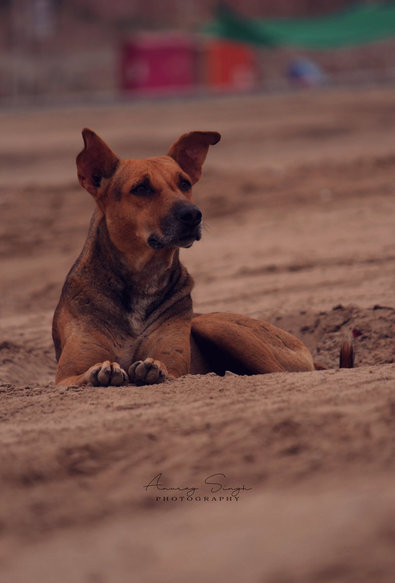 anuragjust's tweet photo. Hope
@NatGeoIndia @Dslrofficial @HISTORYTV18 @AnimalPlanetIn @Canon_India @bobbyjoshii @gmax_studios @NatGeoPhotos @Discovery @AnimalPlanet #canonasia #imagixstudioindia
#canonphotos #bhaaratchitra #photowonder #yourshotphotographer #gmaxstudios #bobyjoshii #goodshotza https://t.co/2dlo6k3QqO