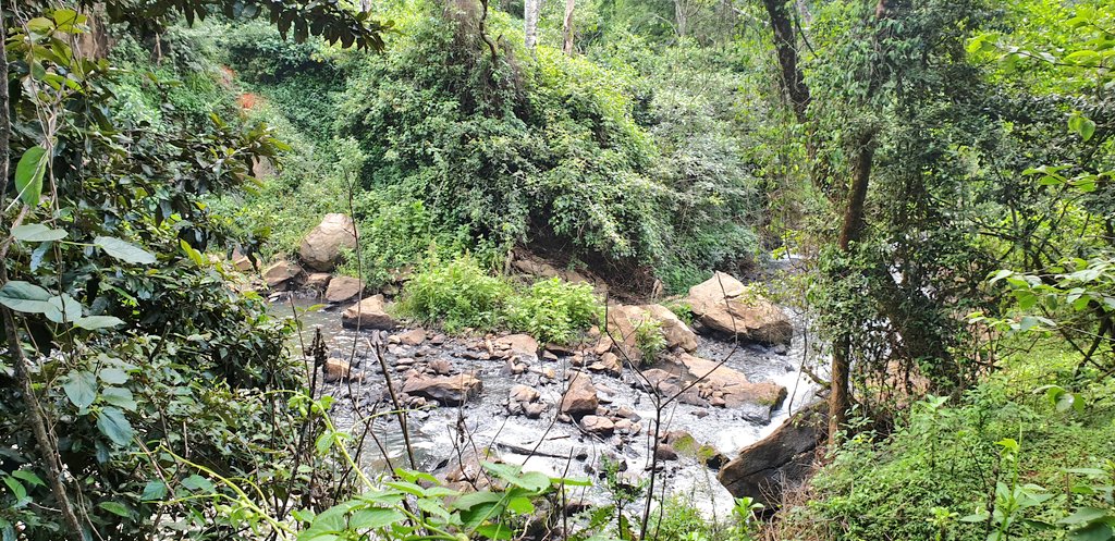 Back to Kessup Forest. Had to share some more because it was pure magic.