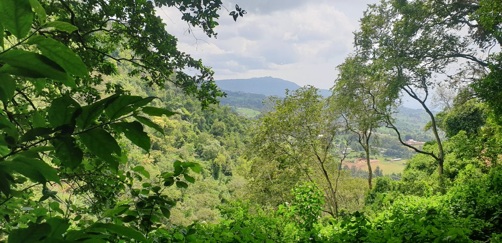 Back to Kessup Forest. Had to share some more because it was pure magic.