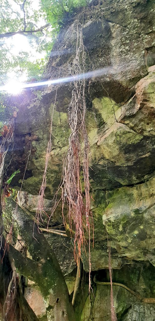 Back to Kessup Forest. Had to share some more because it was pure magic.