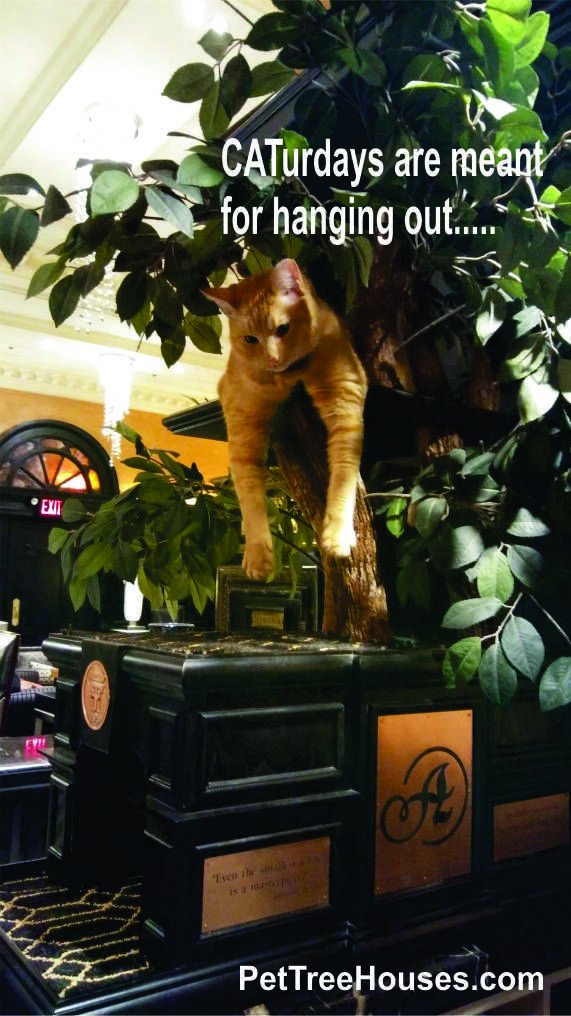 Happy CATurday from Hamlet!
#CatsOfTwitter