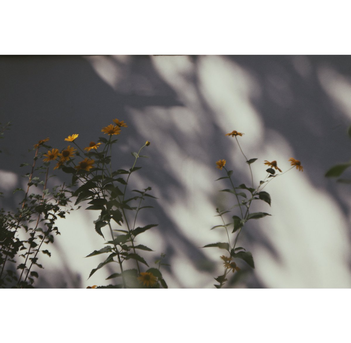 qinyuanlei's tweet photo. Listening to Beach House's Wildflower, and thinking about how small lives leap alive, the wildest of lives, all by themselves without wanting much from this world. Listen to wildflower. There is nothing more wondrous than the life force and the love of that force...
#nature #poem https://t.co/EC2QZzeZEc