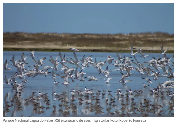 redeprouc_'s tweet photo. A nomeação de uma produtora rural para chefia do #ParqueNacional #LagoadoPeixe é desrespeito à necessidade de proteção da área.>https://t.co/wmAMttFMul
A UC é dos maiores e mais importantes refúgios de #avesmigratórias do mundo.
#UnidosCuidamos #NãoAoRetrocessoAmbiental https://t.co/rA97FhKYQW