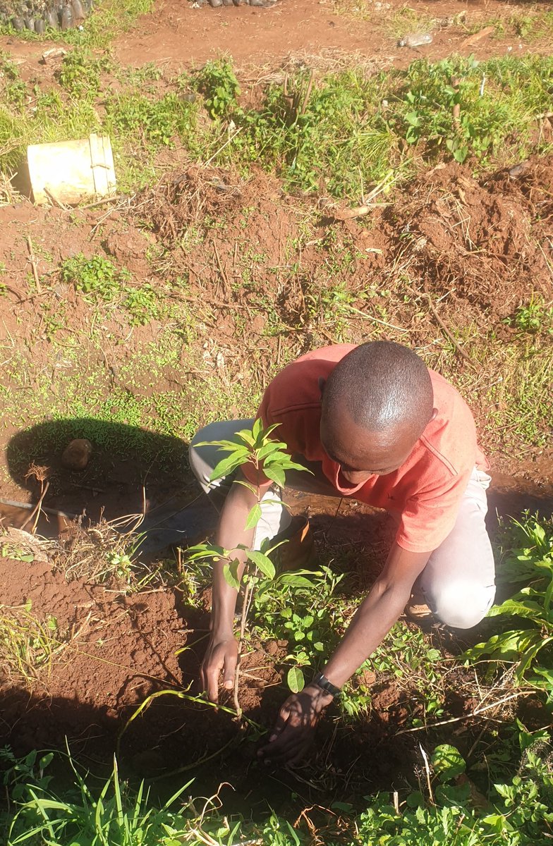 And then we stopped by the upcoming Champions Corner or Heroes Corner (a public park), bought some tree seedlings and planted. We are cool like that. Be the same. That last one is mine.