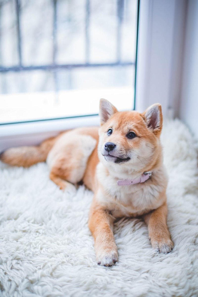 Levis4Floors's tweet photo. Our installation + service package features a free measure & in-home consultation, lifetime installation warranty, hypoallergenic moisture barrier pad, free initial stain/spot cleaning, and no charge for furniture moving and stairs. Stop in today and put your best paw forward! https://t.co/wB1Clhredi