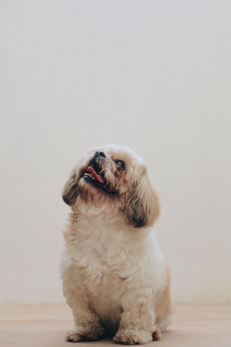 Levis4Floors's tweet photo. Our installation + service package features a free measure & in-home consultation, lifetime installation warranty, hypoallergenic moisture barrier pad, free initial stain/spot cleaning, and no charge for furniture moving and stairs. Stop in today and put your best paw forward! https://t.co/wB1Clhredi