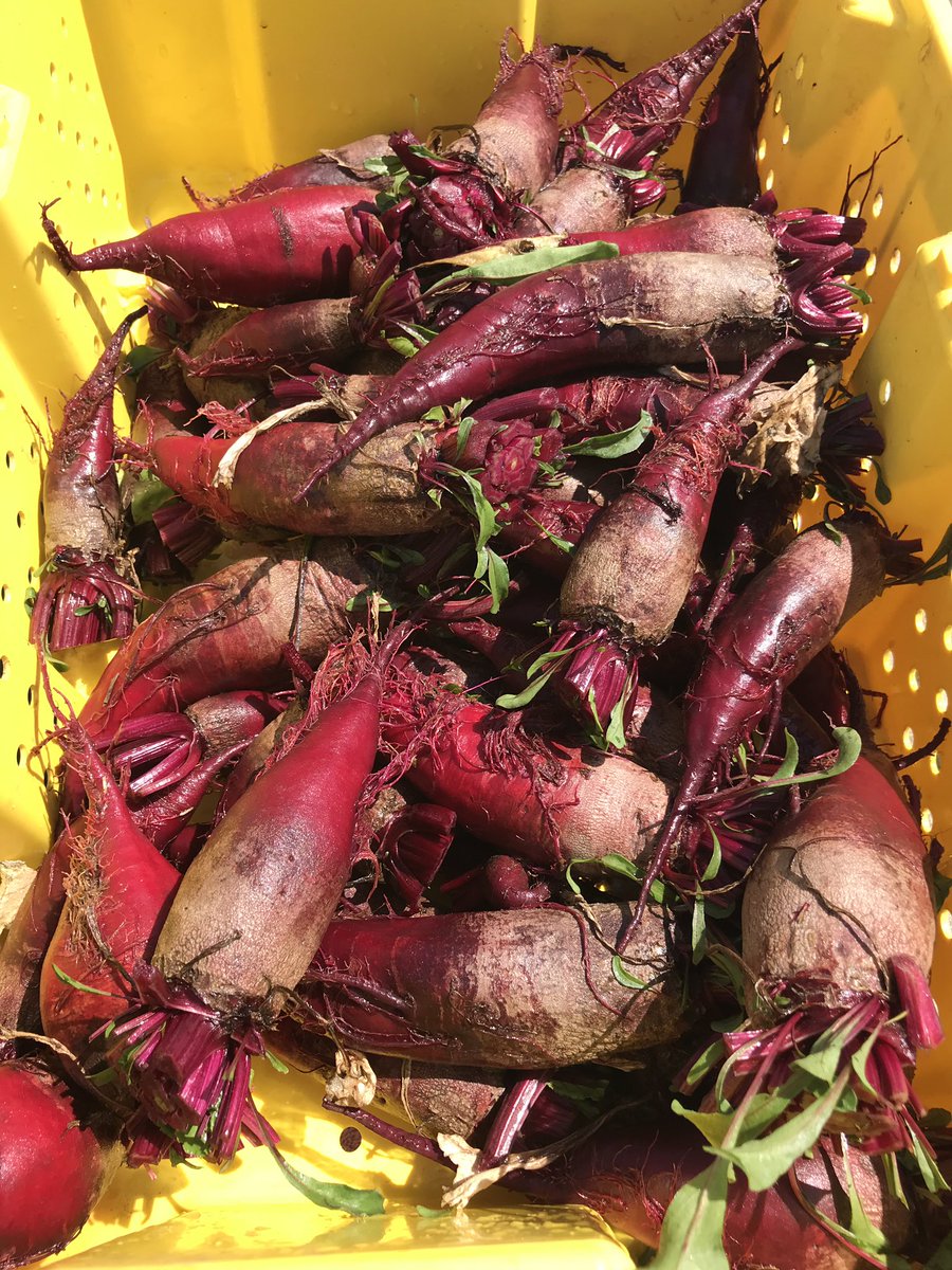 growingtogive's tweet photo. Clylindra beets and their highly nutritious greens were #growingtogive and gifted this week to @COFoodBank and @salvationarmy in #Kelowna #BritishColumbia #foodsecurity #communitymatters #farmingforfoodbanks #givingattitudes #growingbeets #gratitude #nutrition https://t.co/sKgeUkEErm