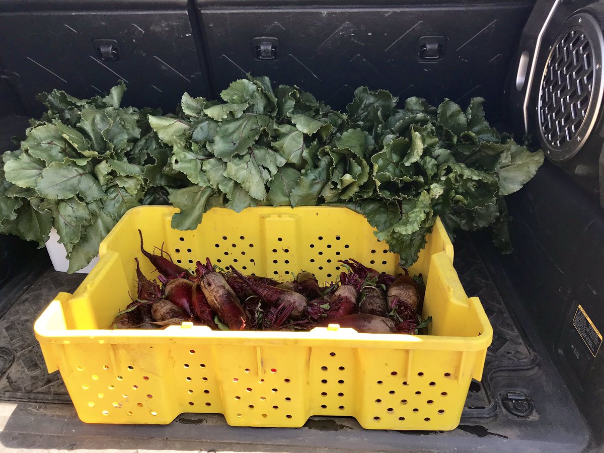 growingtogive's tweet photo. Clylindra beets and their highly nutritious greens were #growingtogive and gifted this week to @COFoodBank and @salvationarmy in #Kelowna #BritishColumbia #foodsecurity #communitymatters #farmingforfoodbanks #givingattitudes #growingbeets #gratitude #nutrition https://t.co/sKgeUkEErm