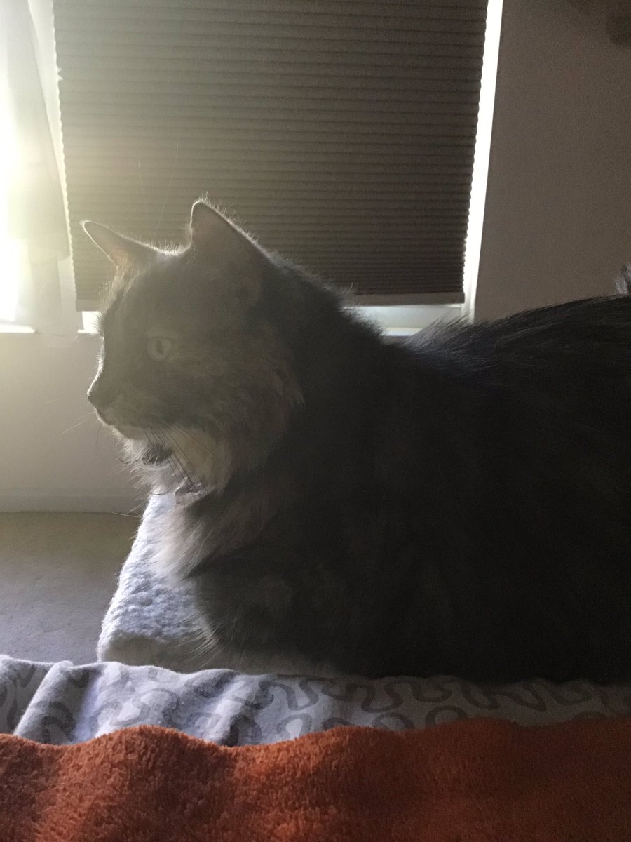 GrayceCat's tweet photo. Morning friends! #CatsOfTwitter #cats #meow #goodmorning #catlover https://t.co/B0yqW5BmFQ