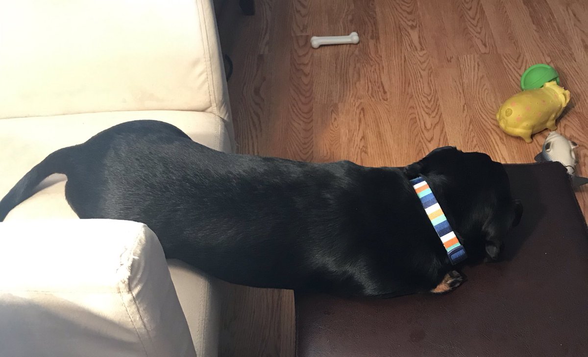 WalterTheWeiner's tweet photo. #SaturdayMorning Rabbit hunting wears a #pup out. Two seats are better then one #stretch #smh https://t.co/AM7aDDahY9