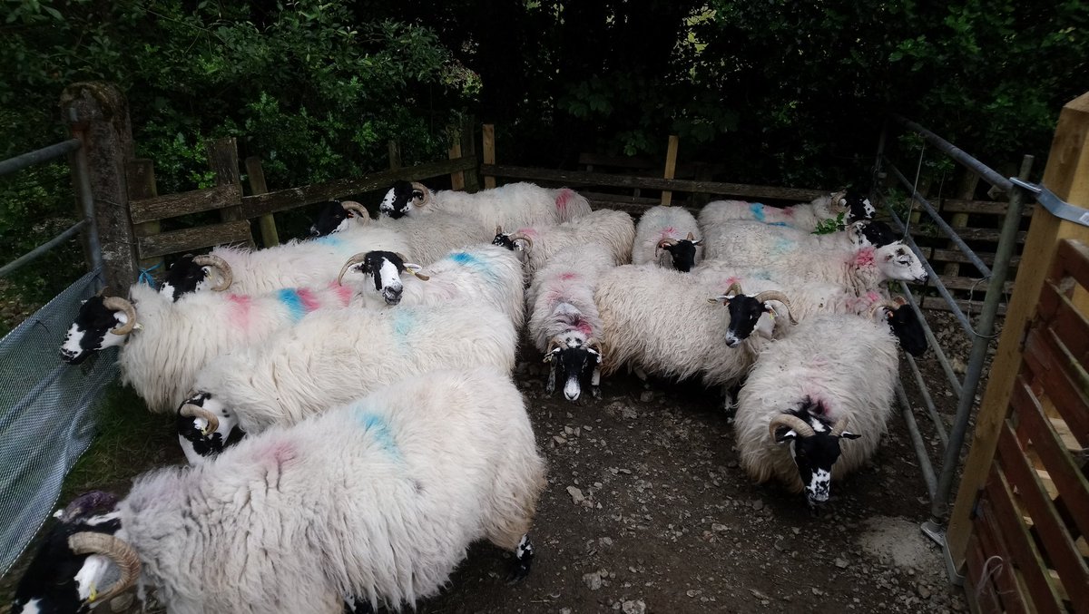 #shearing19 #sheep365