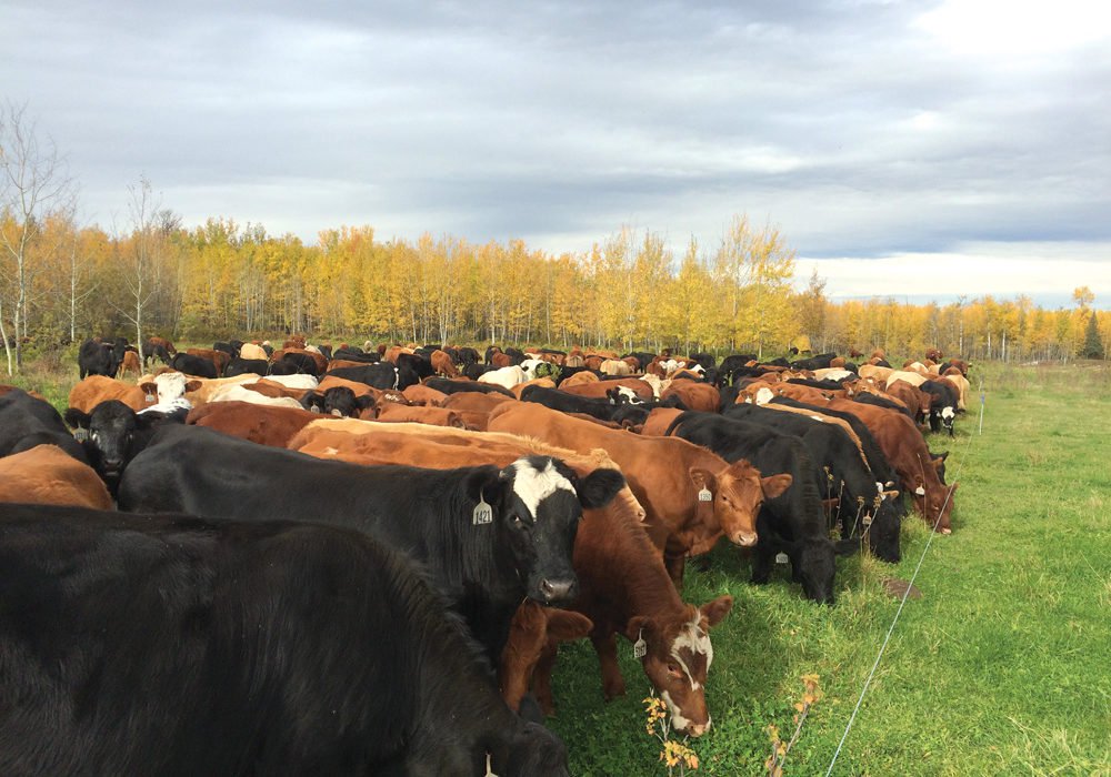 CanCattlemen's tweet photo. Kenyon: How intensely should you graze #cattle? A hint: The key is stock density. https://t.co/Bc9n6MeHc7 https://t.co/2CFmVsJY2M