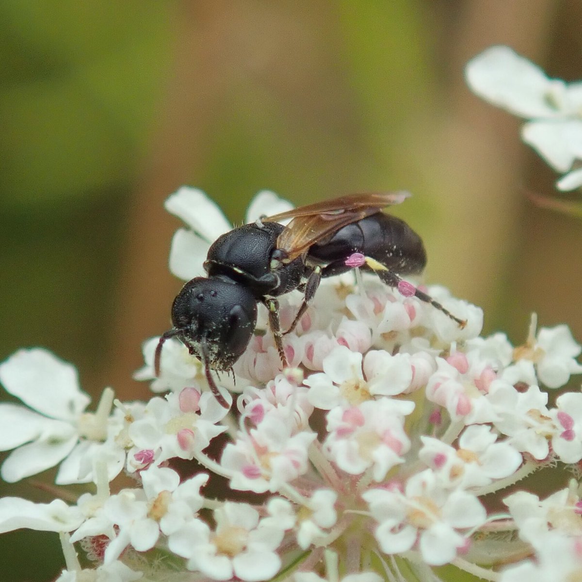 RoseNWF's tweet photo. So excited to see this bee today @FGCommGarden on Wild Carrot. A female Hylaeus cornutus. You can just about see the projections on the front of the face where they collect polle, fascinating! @iancbeavis @NHM_Bees #YellowFacedBee https://t.co/mWz3M1wxBM