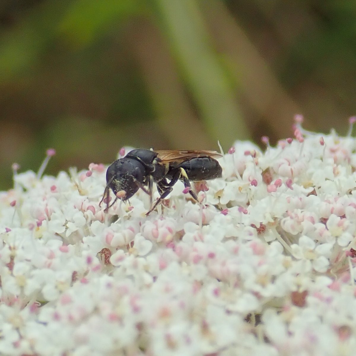 RoseNWF's tweet photo. So excited to see this bee today @FGCommGarden on Wild Carrot. A female Hylaeus cornutus. You can just about see the projections on the front of the face where they collect polle, fascinating! @iancbeavis @NHM_Bees #YellowFacedBee https://t.co/mWz3M1wxBM