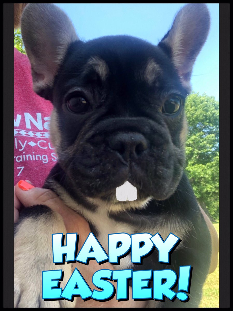 TheBradSherwood's tweet image. Is it too soon to make embarrassing memes of her?

#SnoreMonster #FartMachine
#Frenchie