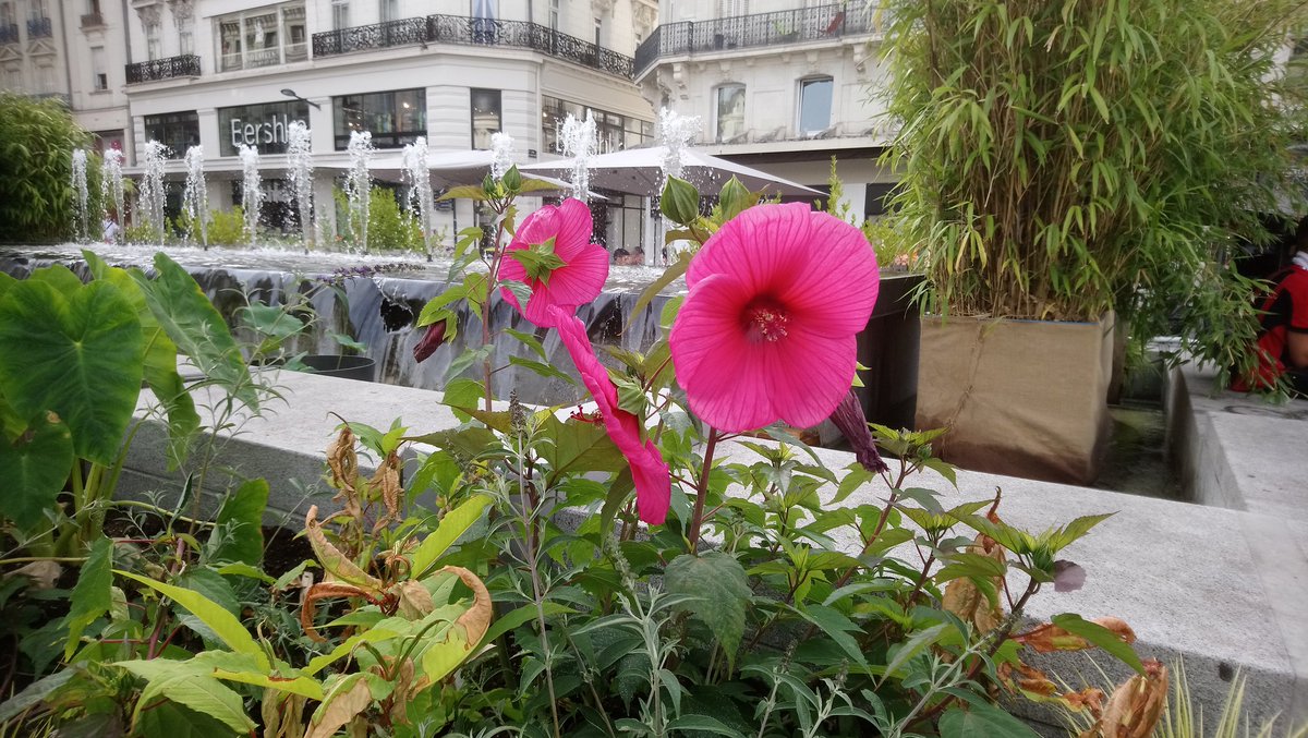 BeatriceVericel's tweet photo. Quand les plantes s'invitent place du Ralliement à Angers... 🌄 🌼 🌿 Cela fait du bien ! #Angers https://t.co/0qQivUf9KF