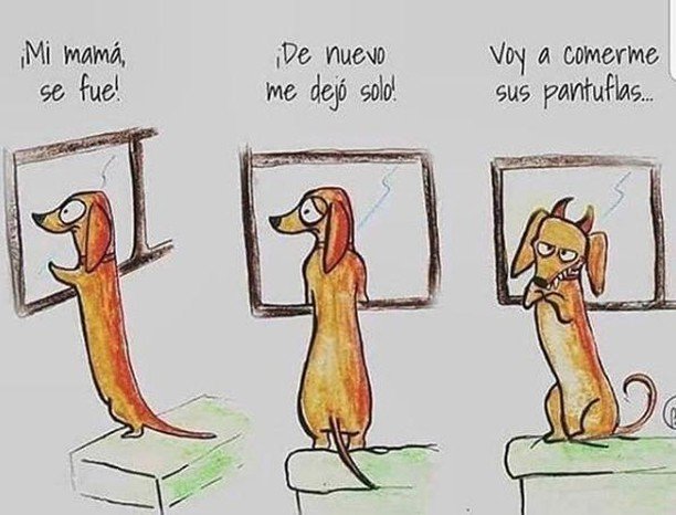 roverdotcom_es's tweet photo. Para evitar esto 😅, reserva a un cuidador de confianza que le dará mucho amor a tu perrete mientras estés fuera de casa ♥️🤗 Créditos de @nuestroperro
.
.
#cuidadoresdeconfianza #cuidadoresdeperros #cuidadorperros #cuidadodeperros #canguros #cangurosd… https://t.co/dlzy457Hb7 https://t.co/REdRVLMmYl