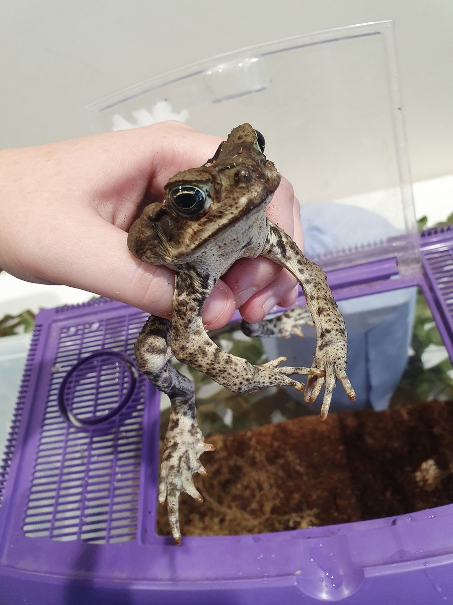 CrawlyCritters's tweet photo. Thanks @ysgolbodnant for having us. A fab day supporting another one our local primary schools here in #Prestatyn #Denbighshire 

#northwales #northwalestweets #schoolfair #summerfair https://t.co/Zxz51y4Bwr