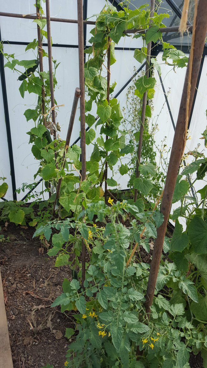 Wortelen, wortelpeterselie, aardappelen, appels, peren, pompoenen, bloemen, courgettes, druiven, tomaten, bonen, paprika's, komkommers , druiven, sla en ongewenste kruiden in onze biologische proeftuin!