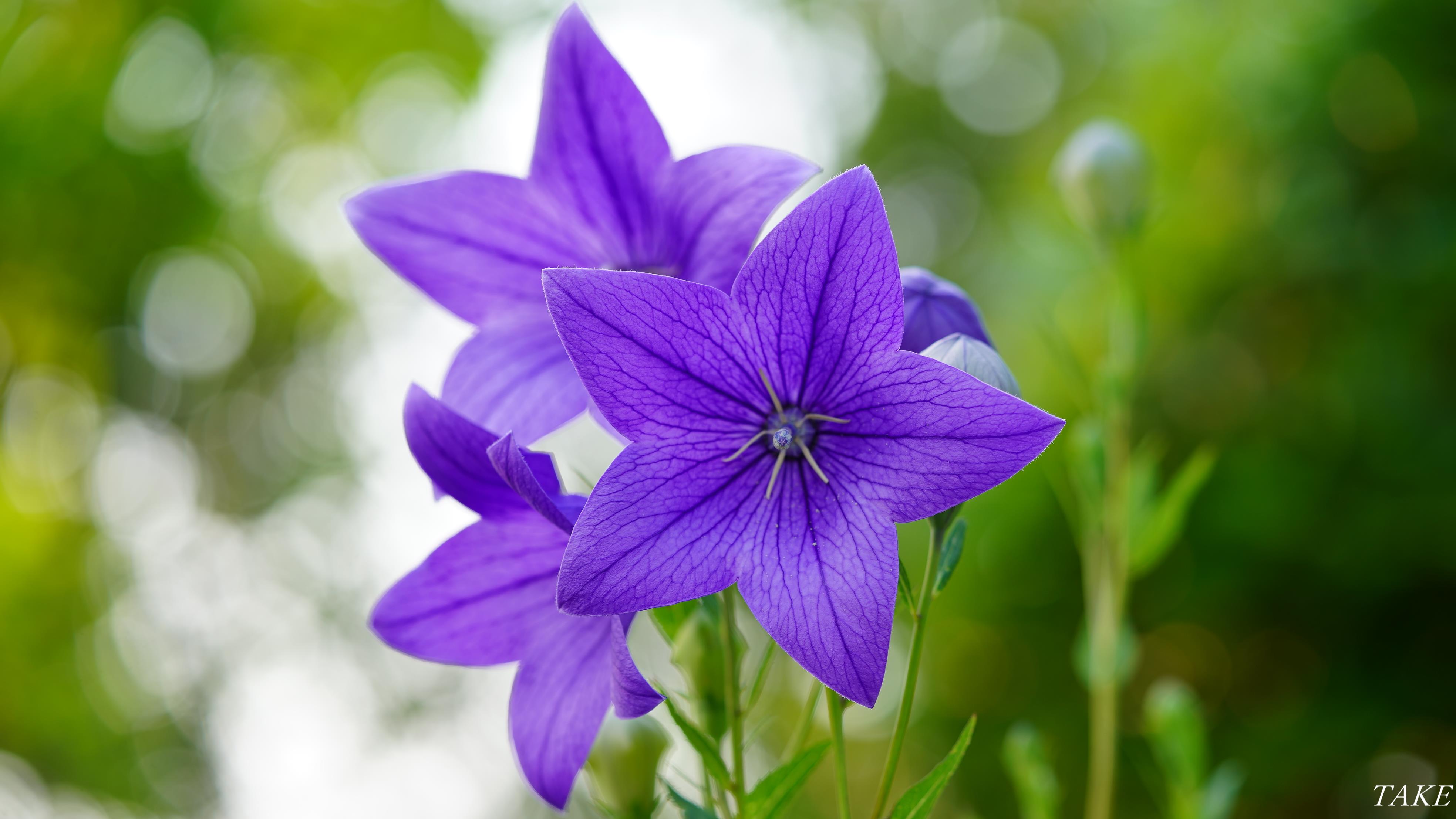 Take 花鳥風月 時々bike 秋の七草の一つ桔梗が 白と紫の星型の花を 無数に咲かせていました 蕾の形は膨らんだ風船のようで 英名はバルーンフラワーと 呼ばれています T Co Yerqocfhnu Twitter