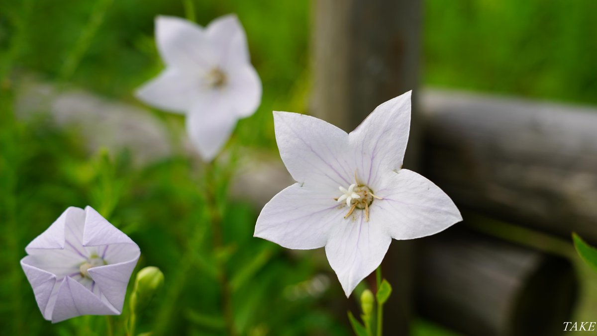 Take 花鳥風月 時々bike En Twitter 秋の七草の一つ桔梗が 白と紫の星型の花を 無数に咲かせていました 蕾の形は膨らんだ風船 のようで 英名はバルーンフラワーと 呼ばれています