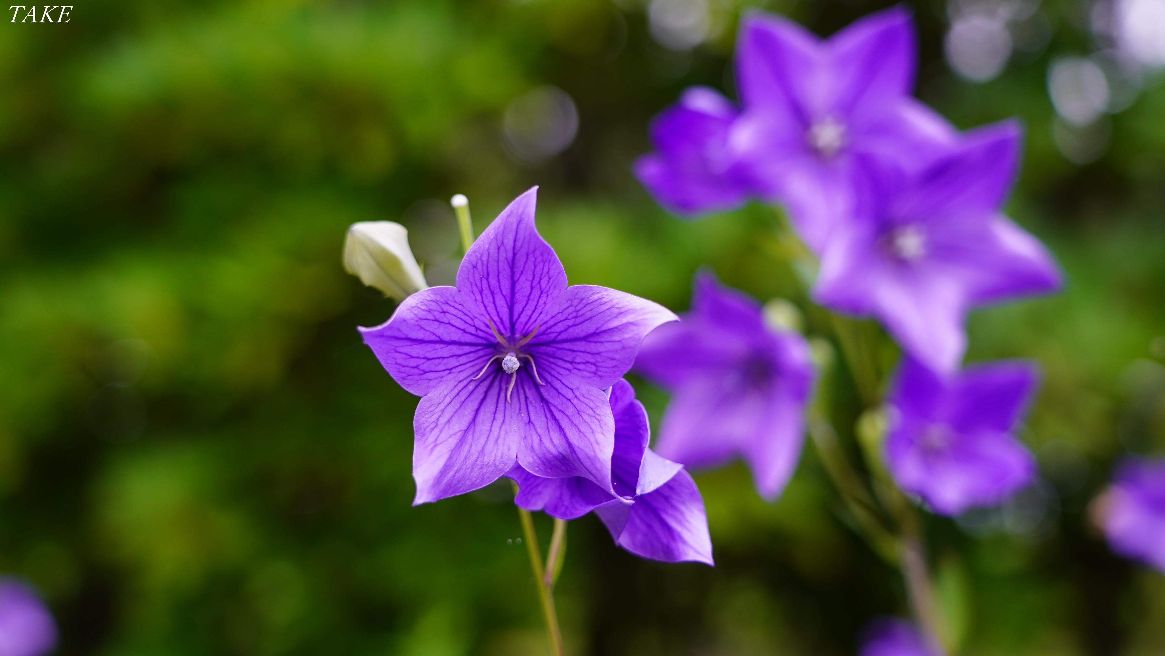 Take 花鳥風月 時々bike 秋の七草の一つ桔梗が 白と紫の星型の花を 無数に咲かせていました 蕾の形は膨らんだ風船のようで 英名はバルーンフラワーと 呼ばれています T Co Yerqocfhnu Twitter