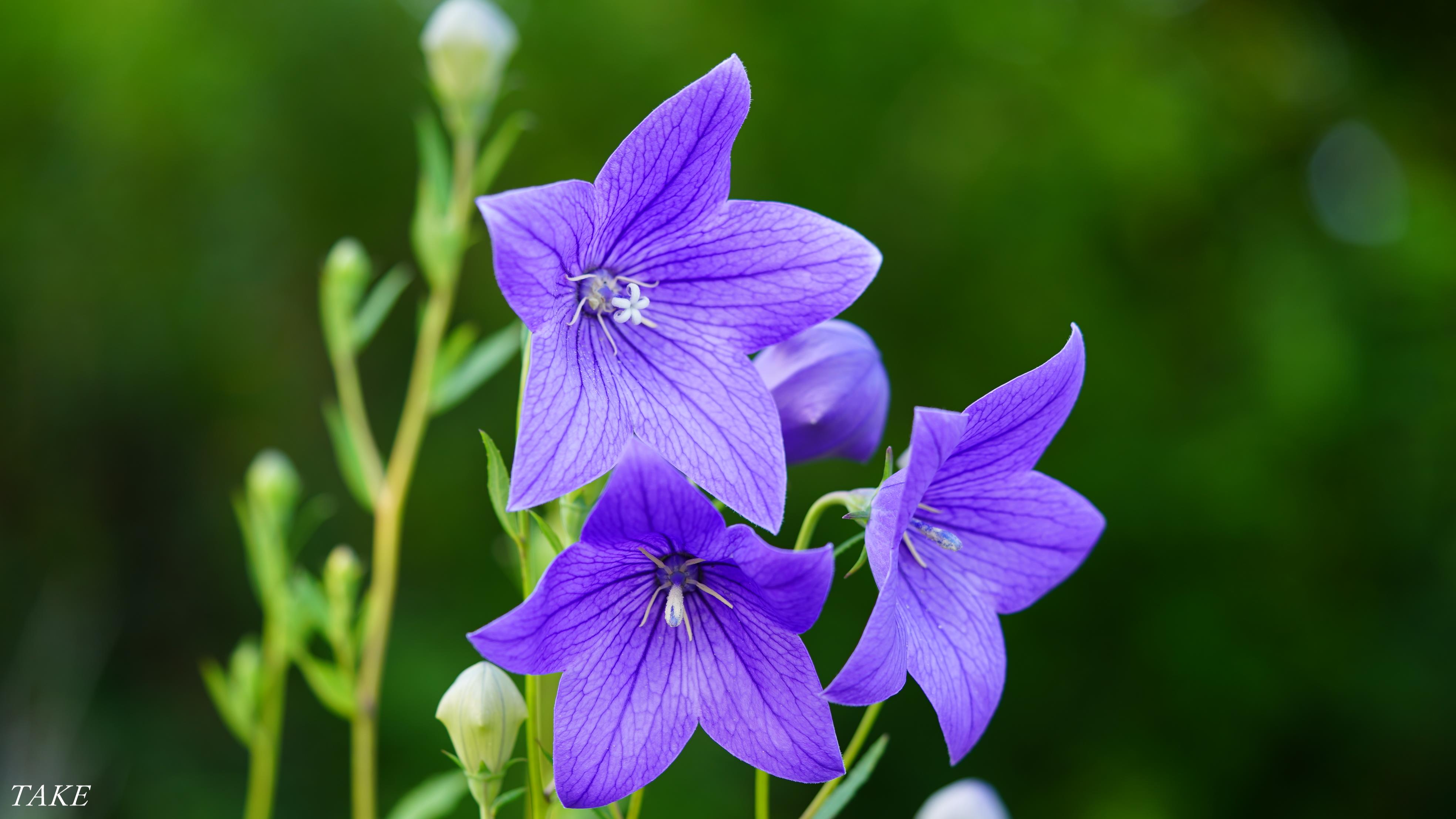 Take 花鳥風月 時々bike 秋の七草の一つ桔梗が 白と紫の星型の花を 無数に咲かせていました 蕾の形は膨らんだ風船のようで 英名はバルーンフラワーと 呼ばれています T Co Yerqocfhnu Twitter